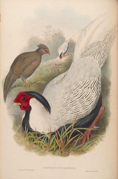 Gennaeus nycthemerus = Lophura nycthemera von John Gould